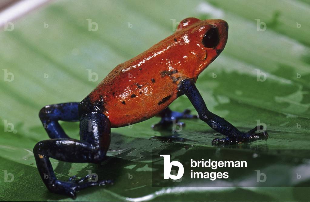 Dendrobate pumilio/Strawberry Frog/Strawberry Dendrobate/Strawberry Poison Dart Frog/Strawberry Poison Frog