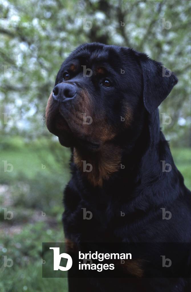 Dog/Breed: Rottweiler