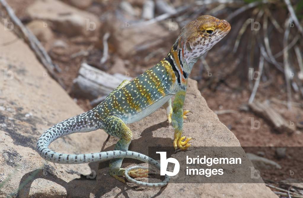 Crotaphytus collaris/Lizard a necklace/Common Collared Lizard