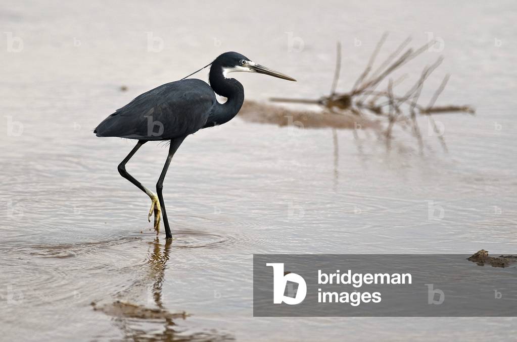 Egretta gularis / Aigrette a gorge blanche / Aigrette des recifs / Western Reef-Egret 