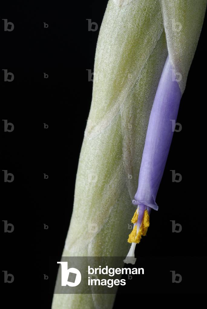 Tillandsia schatzlii