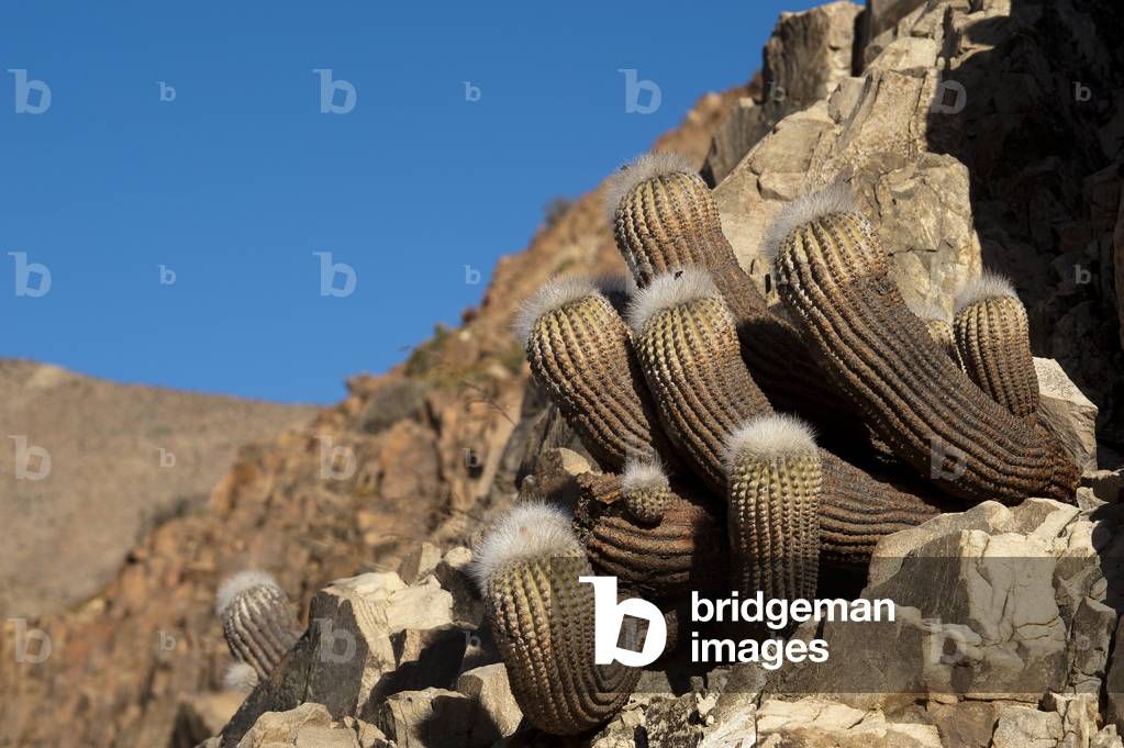 Copiapoa Krainziana