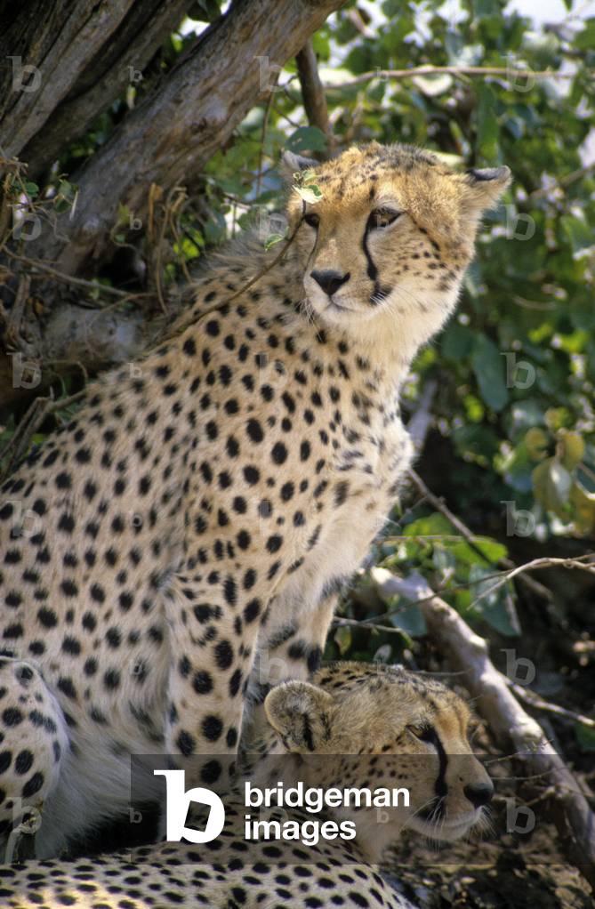 Acinonyx jubatus/Guepard/Cheetah