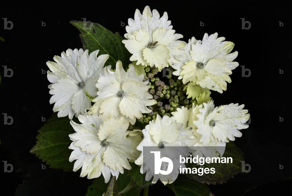 Hortensia Koria  Hydrangea macrophylla