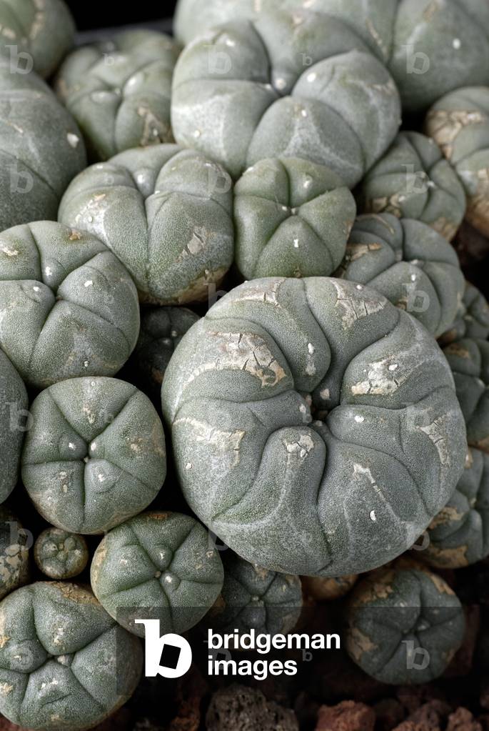 Lophophora williamsii/Peyotl/Peyote/Mescal