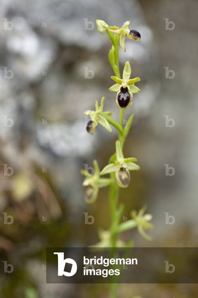 Ophrys araneola/Ophrys litigiosa/Ophrys litigiosa/Ophrys araignee precoce/Ophrys petite araignee