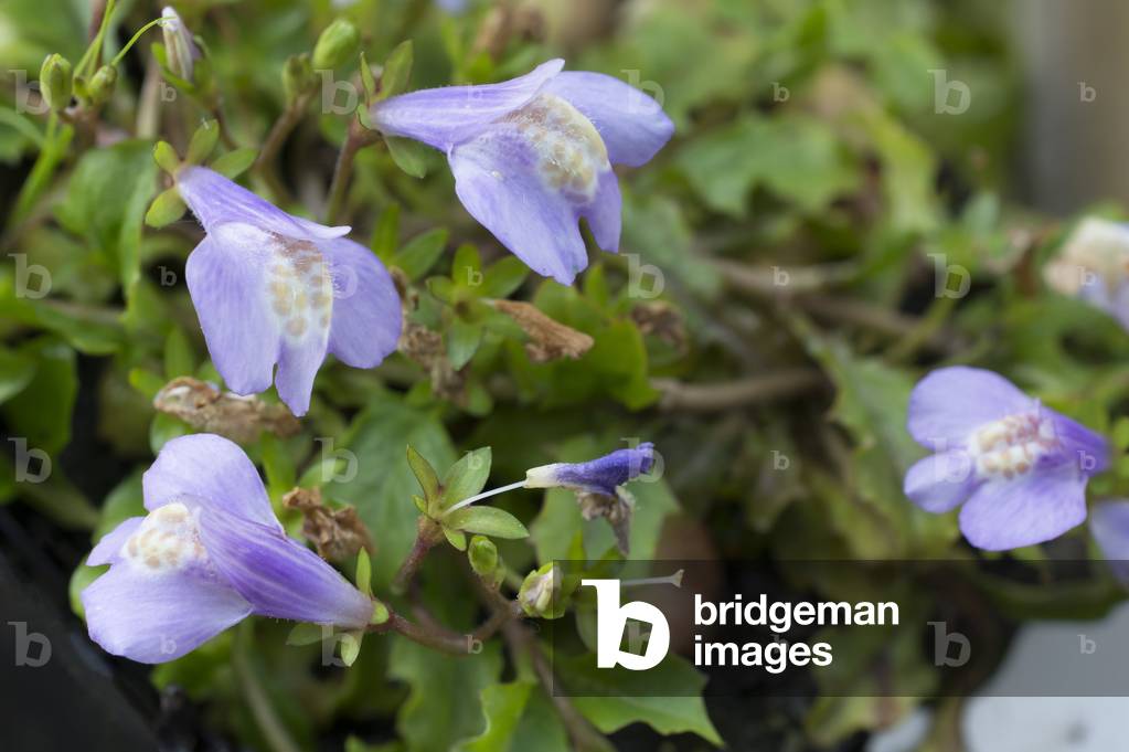 Mazus reptans/Creeping Mazus