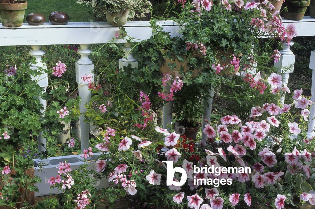 Petunia x hybrida/Petunia 'Ice Peach'/Pelargonium x/Pelargonium ivy