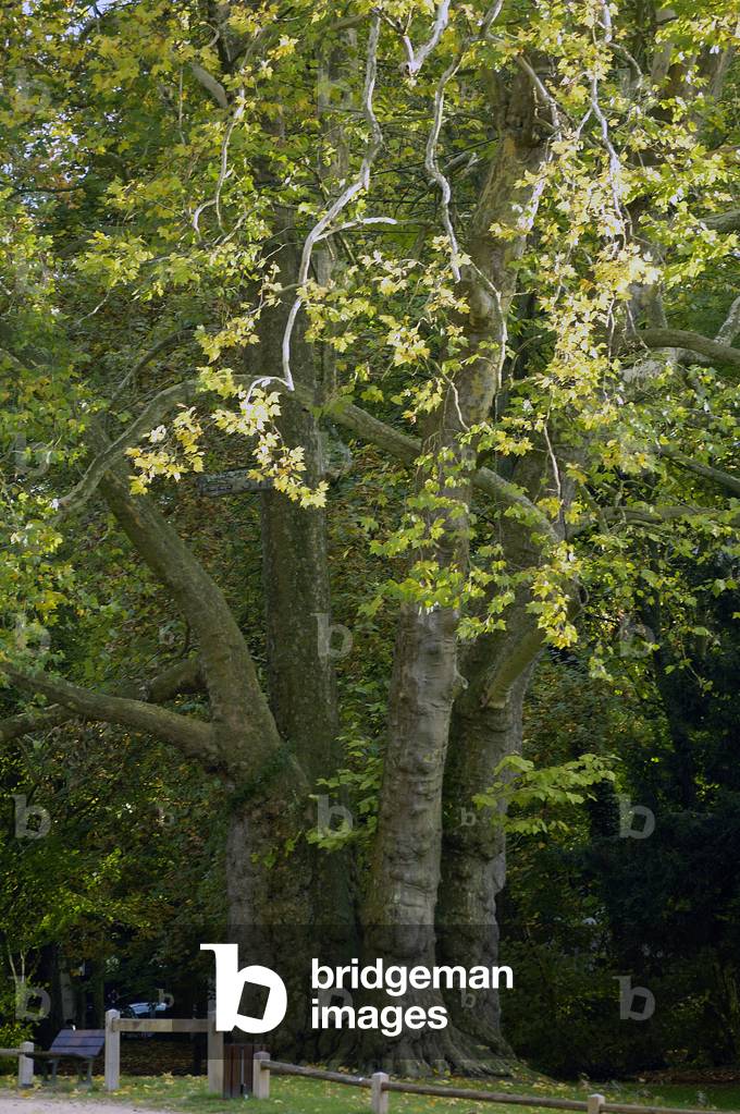 Three brothers/Plane with maple leaves/Platanus x acerifolia/Height: 36 m/Circ: 4,5m/Parc Manchez/L'Isle Adam/Val d'Oise/Ile de France/France