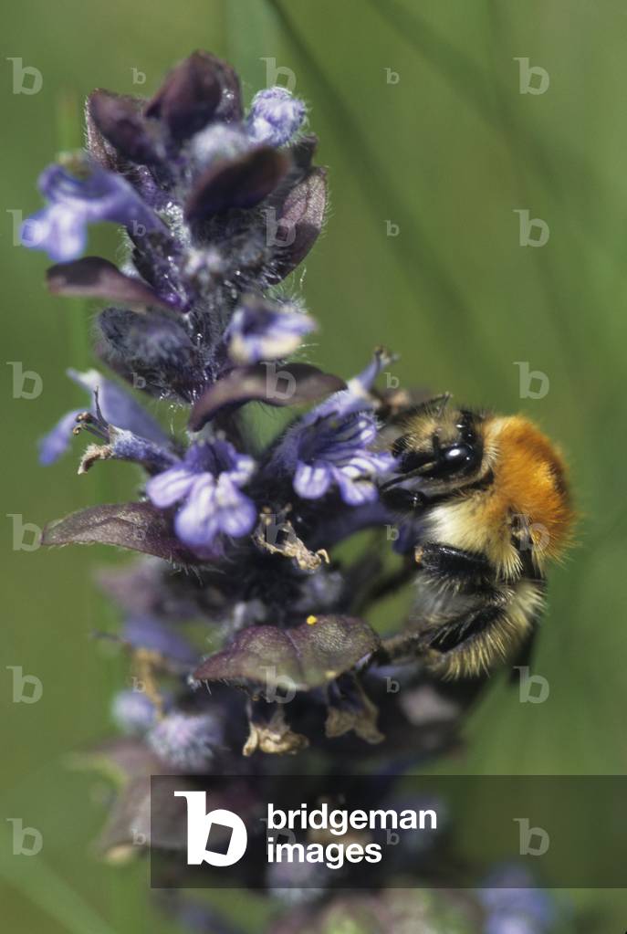 Pascuorum Bombus/Pasture Bumblebee/Red Bumblebee
