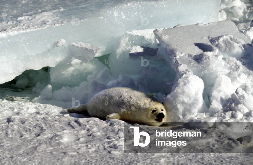 Pagophilus groenlandicus/Harp Seal/Bebe seal