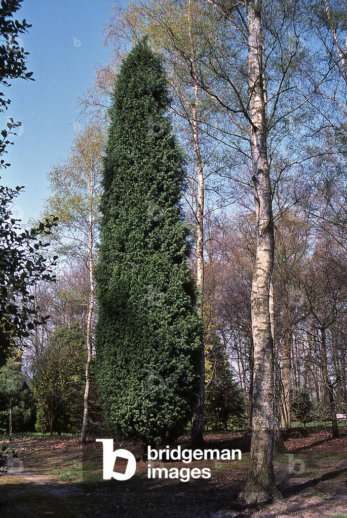 x Cupressocyparis leylandii/Leyland Cypres