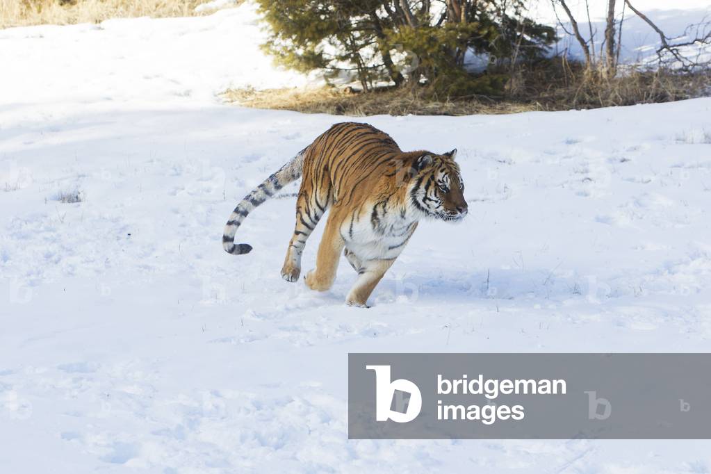 Panthera tgris altaica/Siberian Tiger/Siberian Tiger