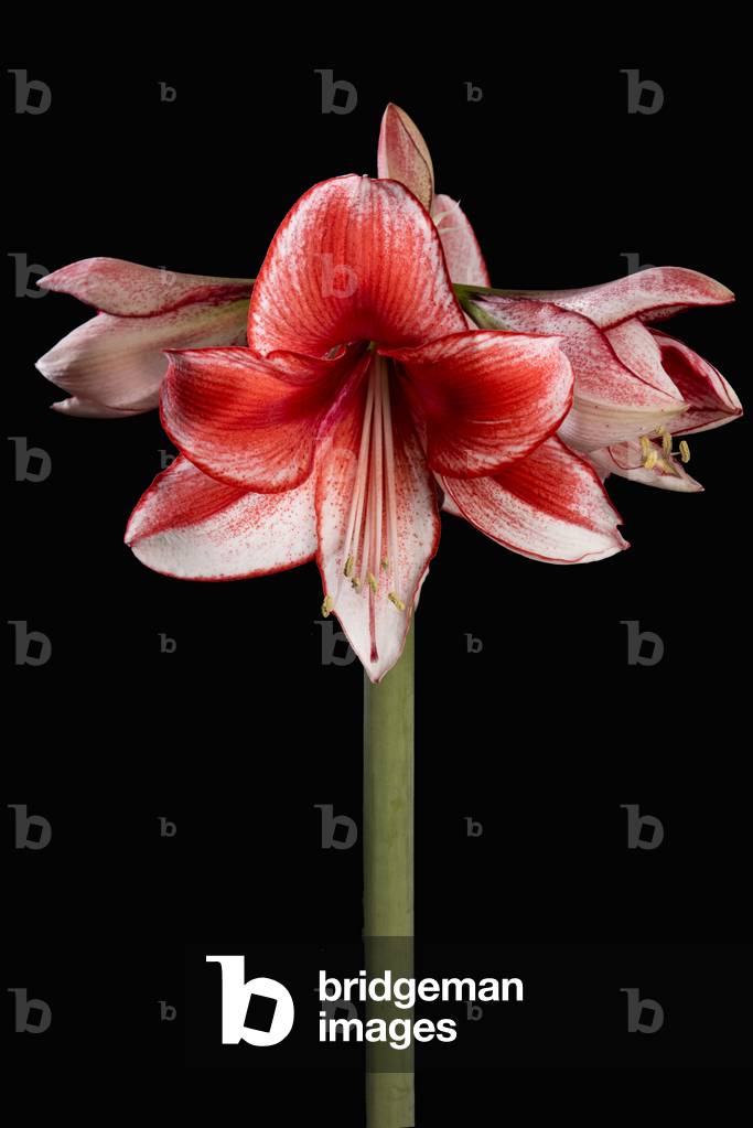 Amaryllis/Amaryliis charisma/Hippeastrum x