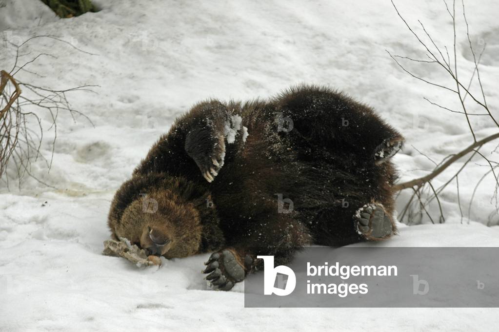 Ursus arctos arctos/Bear brun d'Europe/European Brown Bear