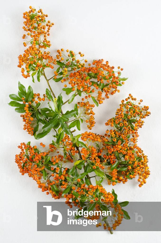 Botanical board/Pyracantha x/Burning bush