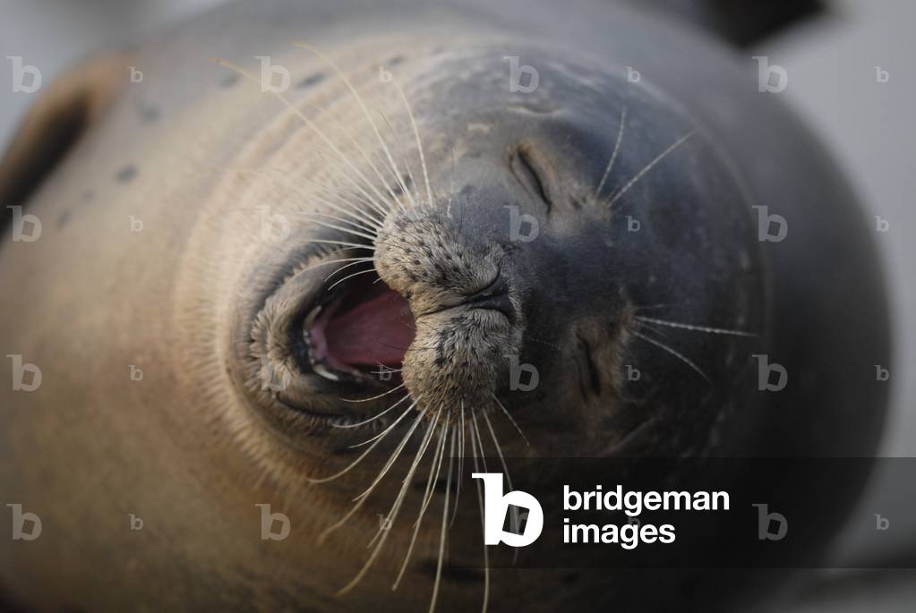Phoca vitulina vitulina/Atlantic Seal/Harbour Seal