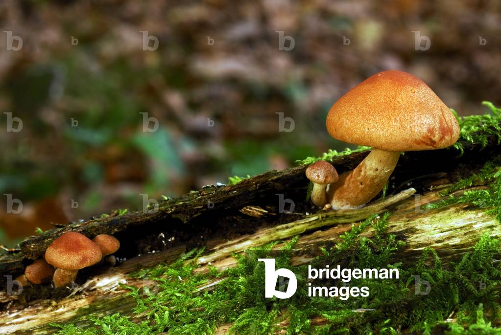 Gymnopilus Penetrans/Penetrating Gymnopile/Penetrating Flammulus
