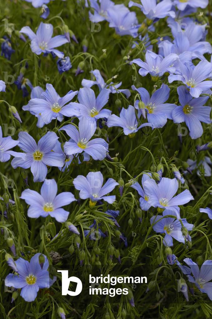 Linum alpinum/Linen