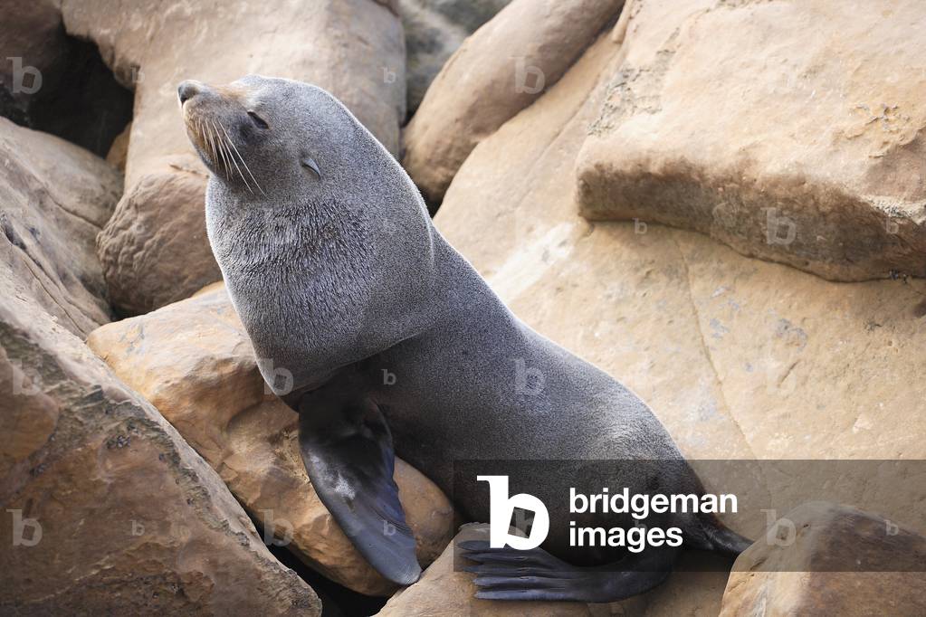 Arctocephalus forsteri/New Zealand Fur Seal/Fur Seal/Female