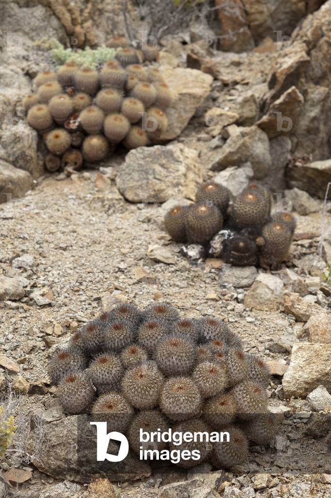 Copiapoa serpentisulcata