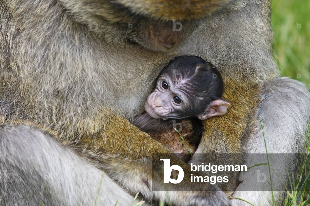 Macaca sylvanus/Magot/Barbary Ape/Barbary Macaque