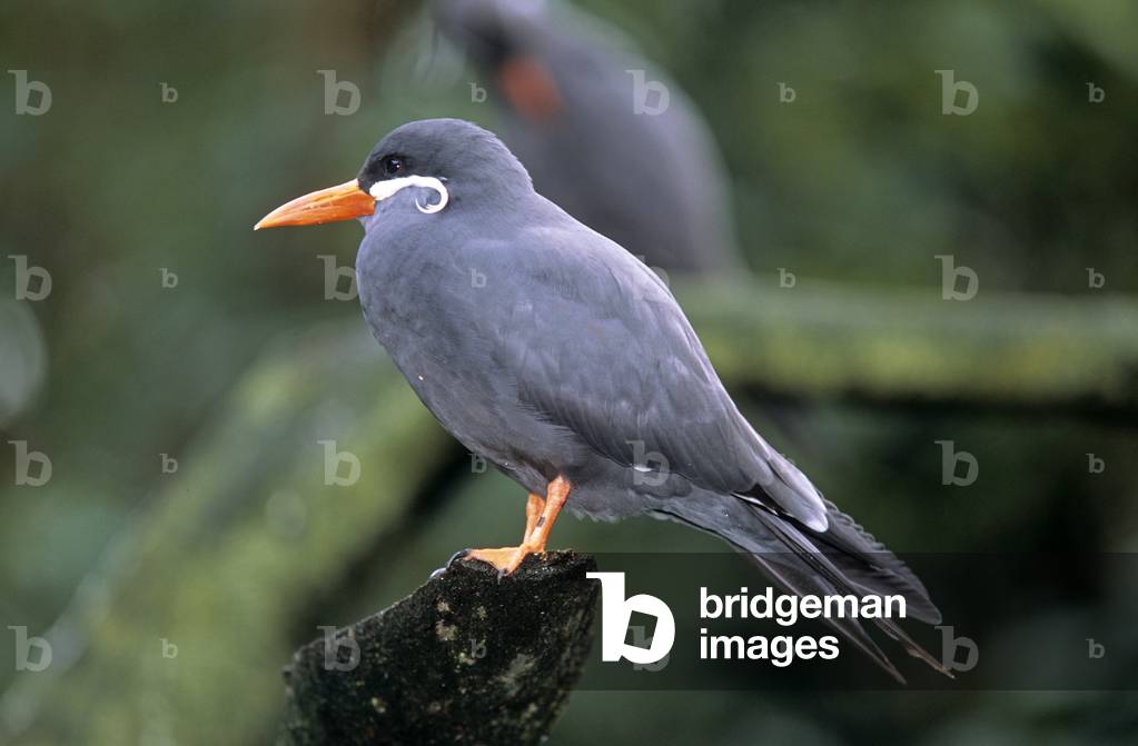 Sterna lorata/Peruvian Tern/Peruvian Tern