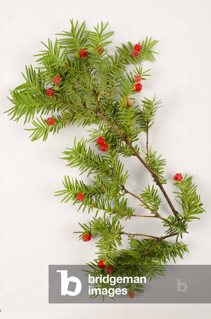 Botanical board/Taxus baccata/If a berries/Yew