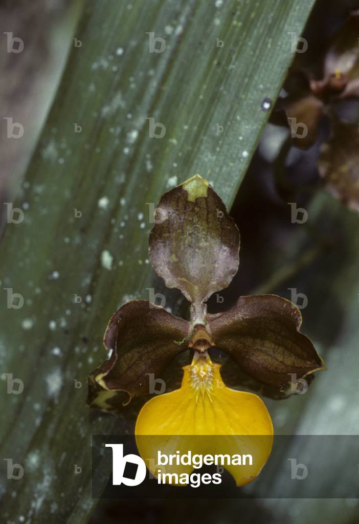 Oncidium loxense