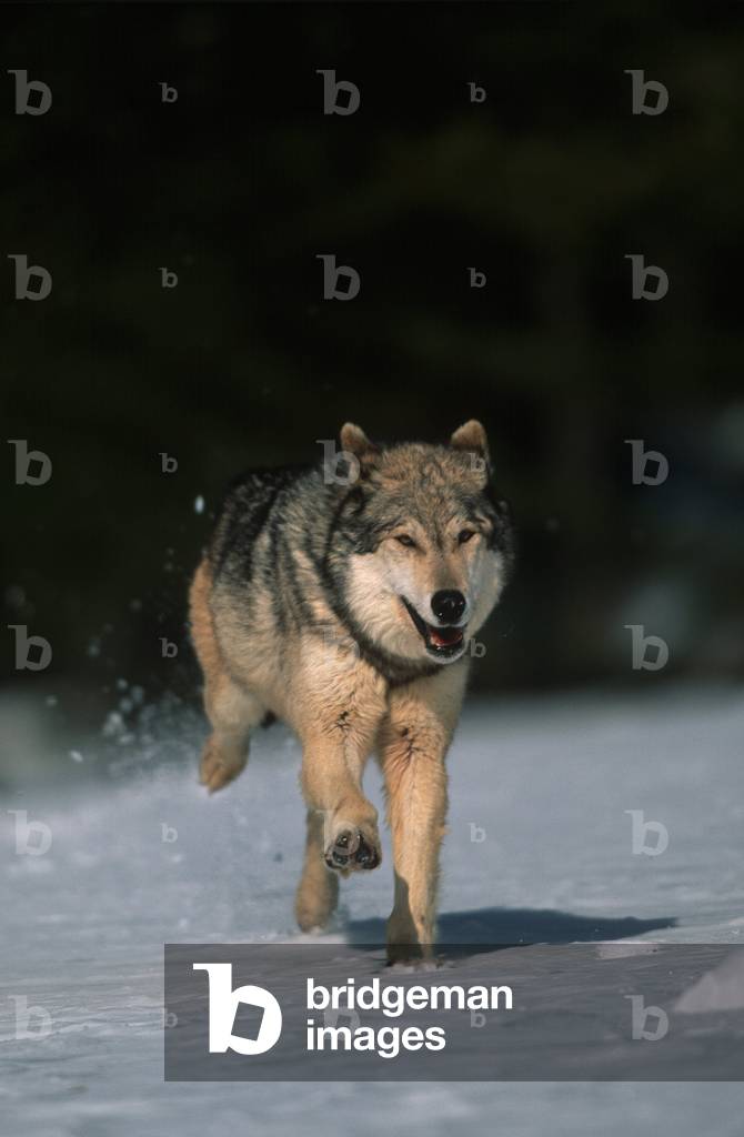 Canis lupus tundrorum/Alaska Wolf/Arctic Tundra Wolf/Tundra Arctic Wolf