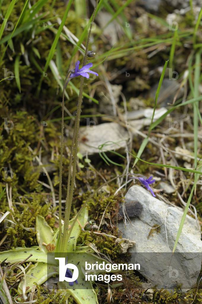 Pinguicula vulgaris/Common Grassette/Goose Tongue/Common Grassette