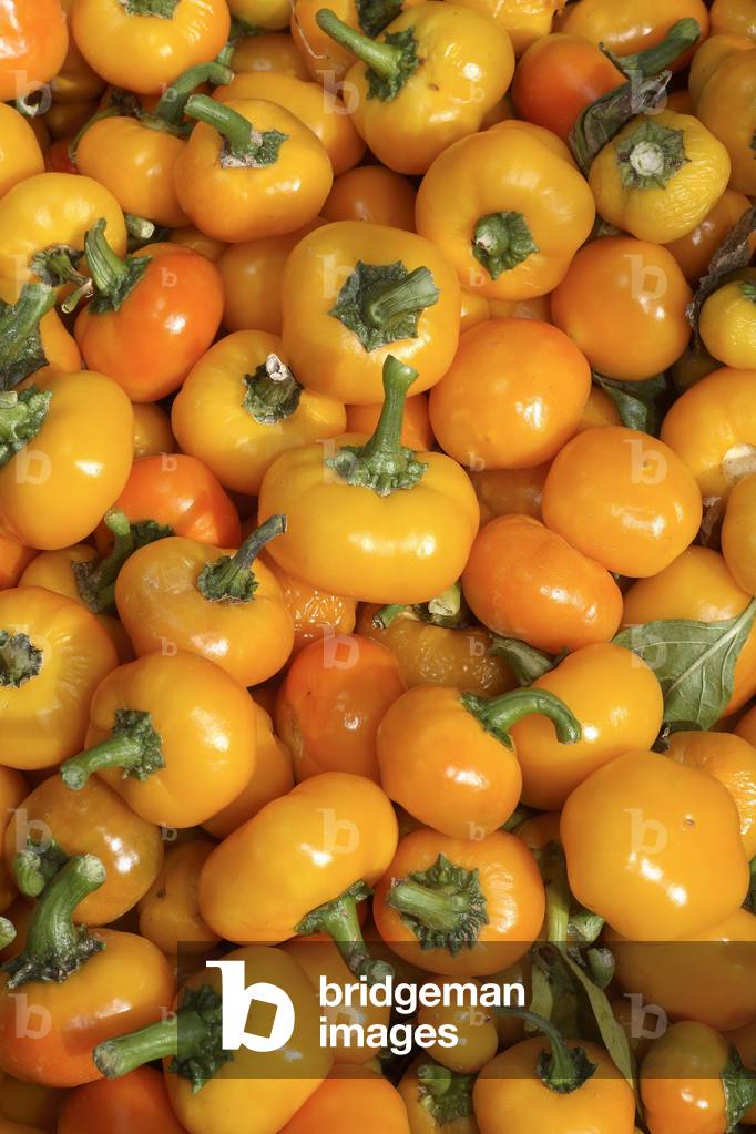 Capsicum annuum/Yellow Niora pepper