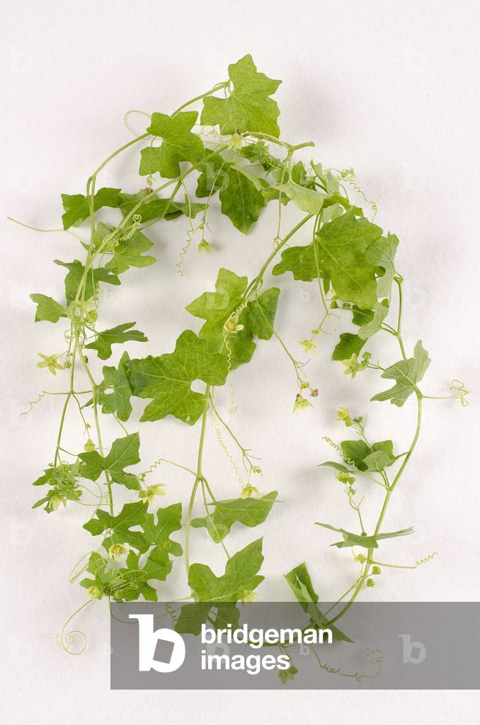 Tavola botanica/Bryonia dioica/Bryone/Rapa Diable/Bryony