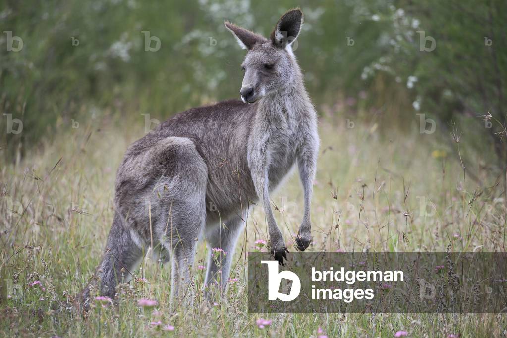 Macropus giganteus/Eastern grey kangaroo/Giant kangaroo/Grand kangaroo