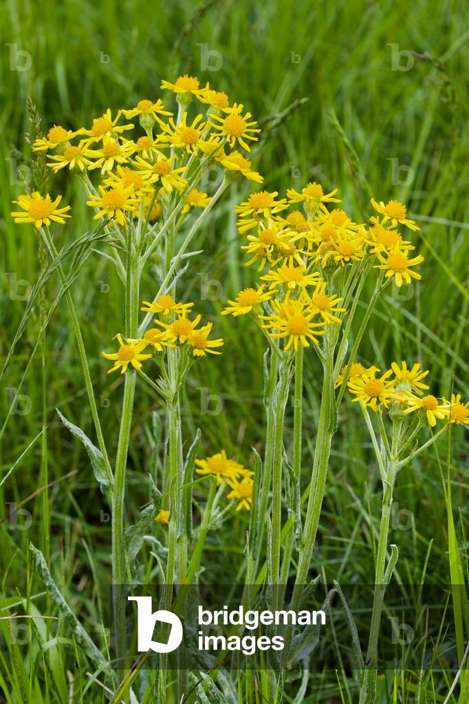 Tephroseris integrifolia subsp. integrifolia/Whole leaf Tephroseris/Senecon orange/Field Fleawort