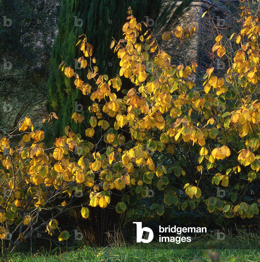Hamamelis vernalis/Spring Hamamelis 'Sandra'/