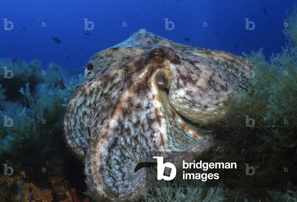 Octopus vulgaris/Octopus/Octopus/Octopus