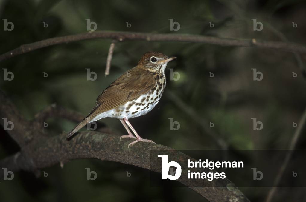 Catharus mustelinus/Wood Thrush/Wood Thrush
