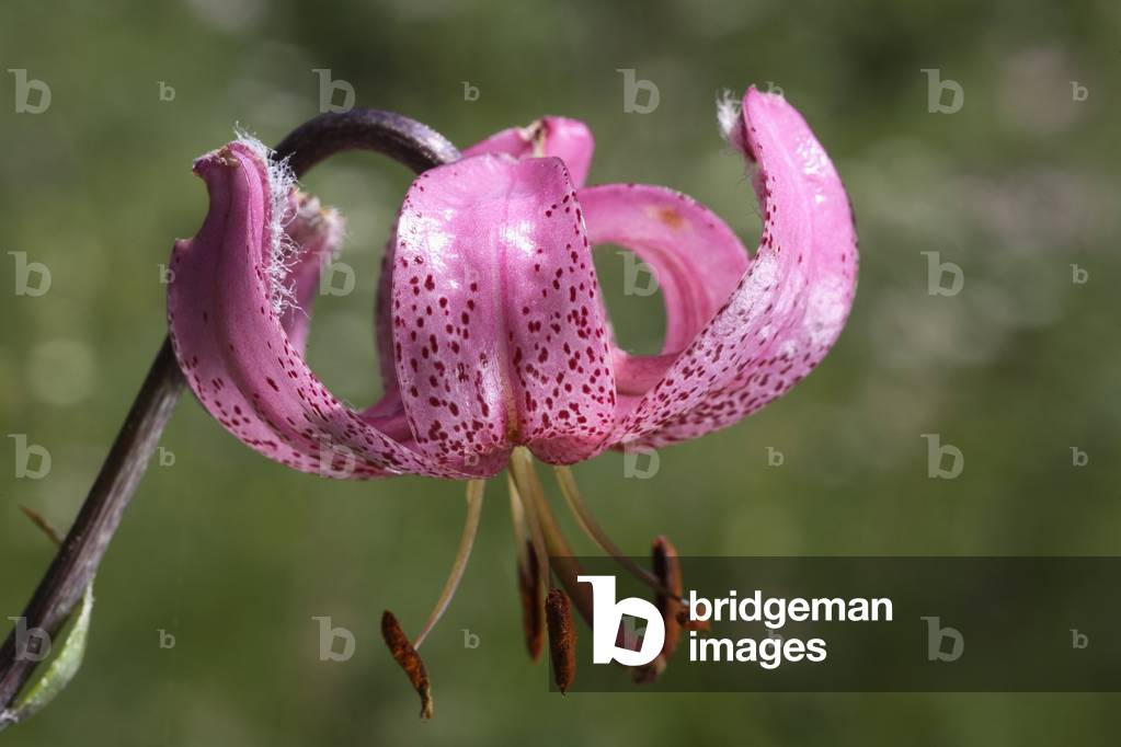Lilium Martagon/Martagon Lily/Martagon Lily