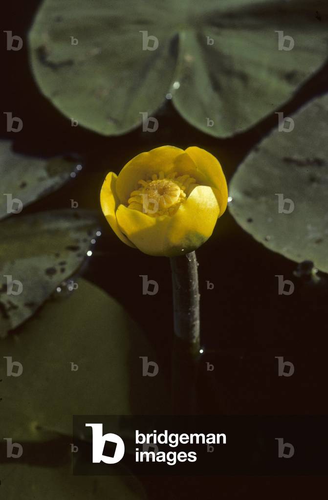 Nuphar luteum/Yellow Nenuphar/Yellow Waterlily