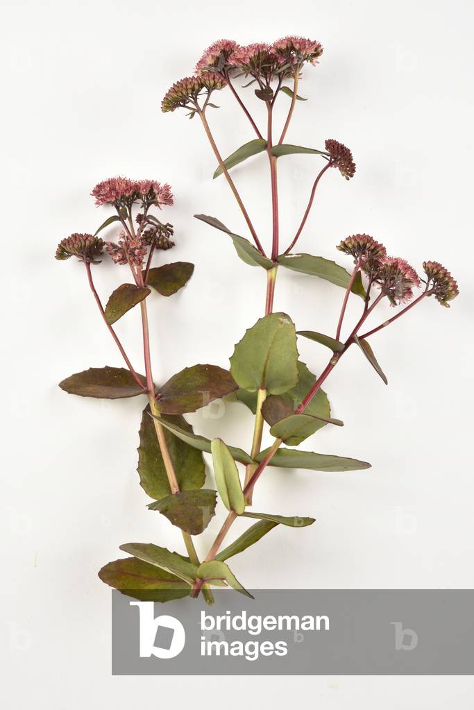 Purple leaves of sedum Matrona