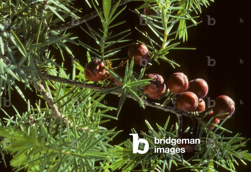Juniperus oxycedrus/Juniper/Cade/Berried Cedar