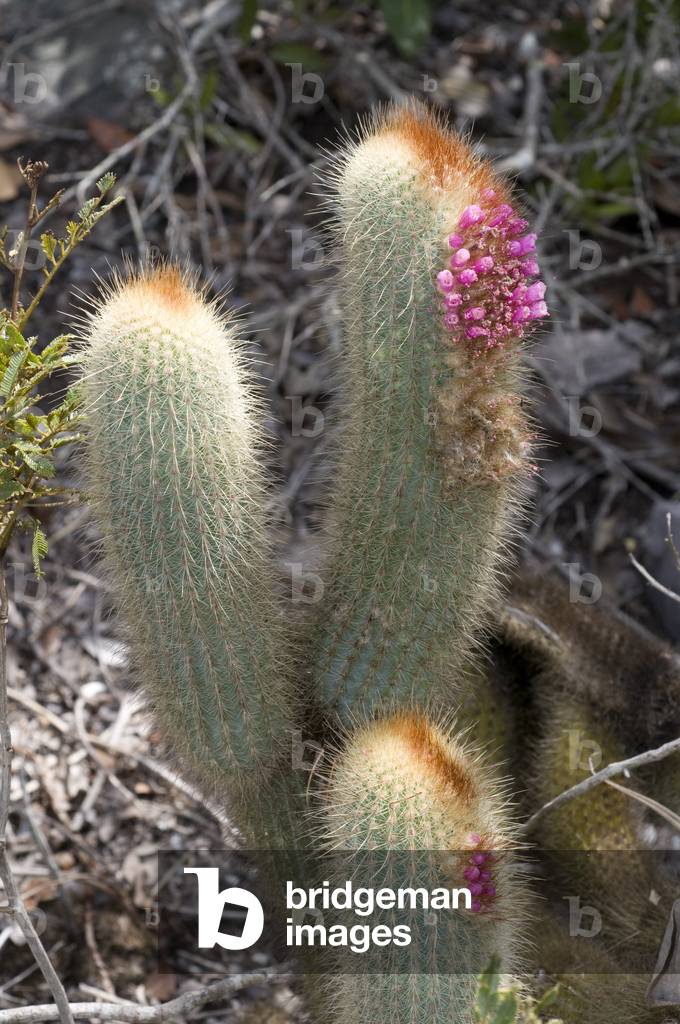 Micranthocereus streckeri