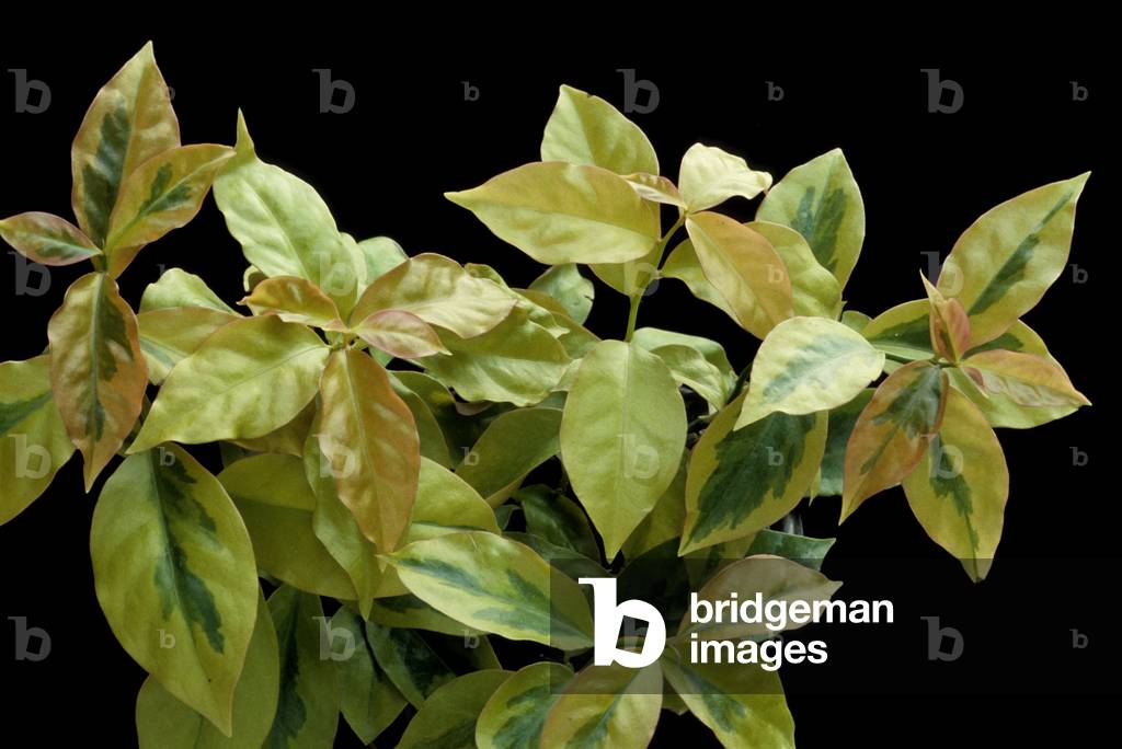 Pereskia aculeata/Barbados Gooseberry/Lemon Vine