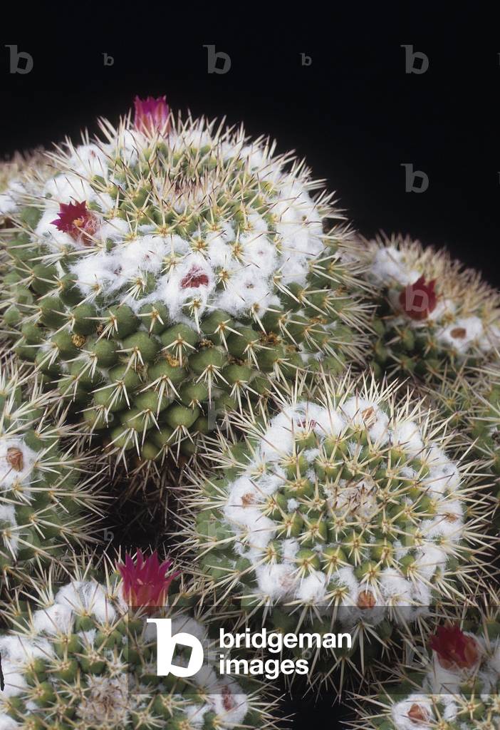Mammillaria rosensis/Mammily