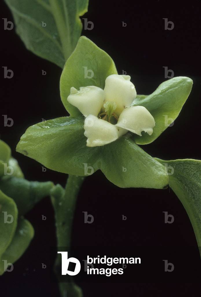 Diospyros khaki/Persimmons