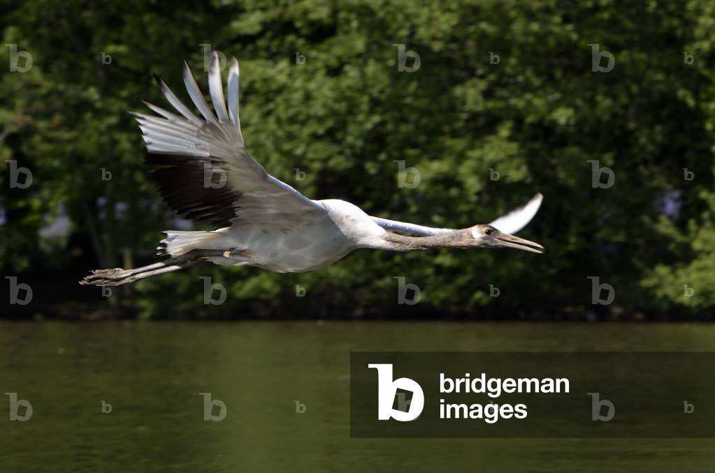 Grus japonensis/Manchurian Crane/Japanese Crane