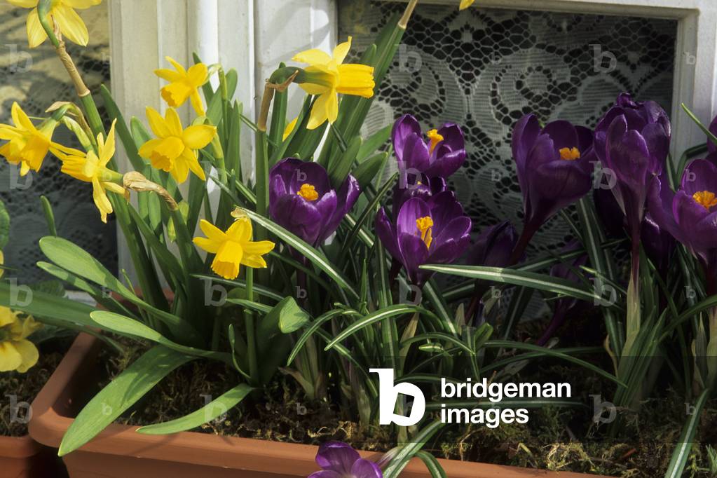 Narcissus x/Narcissus 'Head a Nipper'/Crocus vernus/Spring Crocus