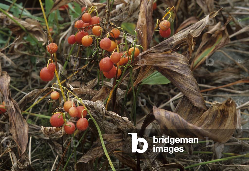 Convallaria majalis/Lily of the Valley