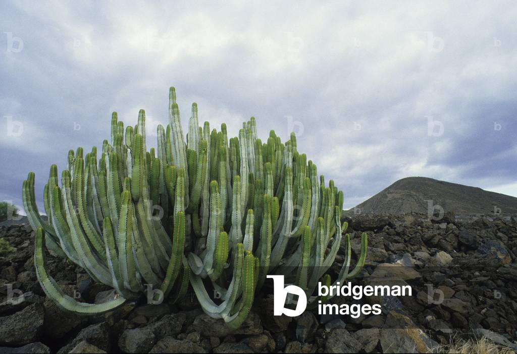 Euphorbia canariensis/Canary Euphorbia/Spurge